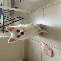 Pomeranyalı, Köpek  Latte fotoğrafı