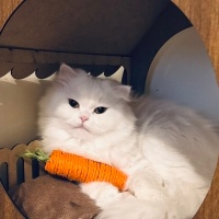 İran Kedisi (Persian), Kedi  Leydi fotoğrafı