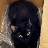 Bombay, Kedi  Mia fotoğrafı