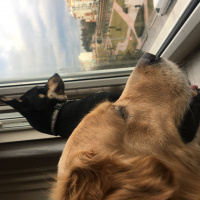 Golden Retriever, Köpek  Fikri fotoğrafı