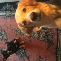 Golden Retriever, Köpek  Fikri fotoğrafı