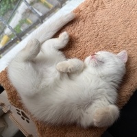 British Shorthair, Kedi  Cosmos fotoğrafı