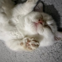 British Shorthair, Kedi  Cosmos fotoğrafı