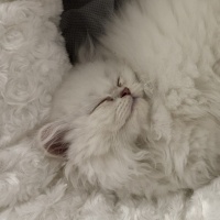 British Longhair, Kedi  Prenses fotoğrafı