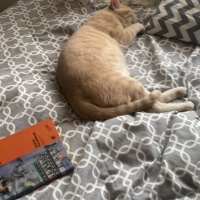 Tekir Kedi, Kedi  gofret fotoğrafı