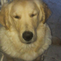Golden Retriever, Köpek  Sakız fotoğrafı