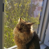 British Longhair, Kedi  Uysal fotoğrafı