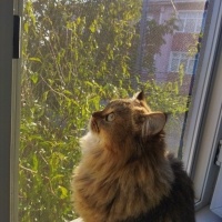 British Longhair, Kedi  Uysal fotoğrafı