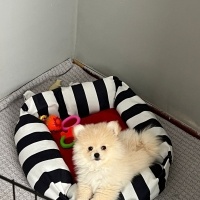 Pomeranyalı, Köpek  simba fotoğrafı