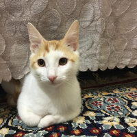 Tekir Kedi, Kedi  Süha fotoğrafı