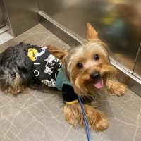 Yorkshire Terrier, Köpek  Zeus acil yuva ariyor fotoğrafı