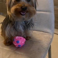 Yorkshire Terrier, Köpek  Zeus acil yuva ariyor fotoğrafı