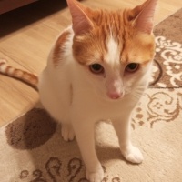 Tekir Kedi, Kedi  Şakir fotoğrafı