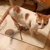 Tekir Kedi, Kedi  Şakir fotoğrafı