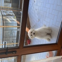 Maltese, Köpek  Polly fotoğrafı