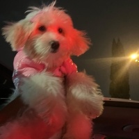 Maltese, Köpek  Polly fotoğrafı