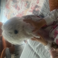 Maltese, Köpek  Lucy fotoğrafı