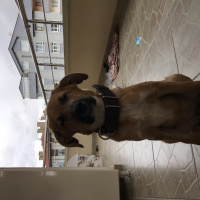 Sokö (Sokak Köpeği), Köpek  Çakıl fotoğrafı