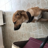 Sokö (Sokak Köpeği), Köpek  Çakıl fotoğrafı