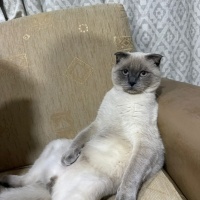 Scottish Fold, Kedi  LEO fotoğrafı