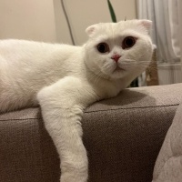Scottish Fold, Kedi  Bulut fotoğrafı