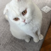 Scottish Fold, Kedi  Bulut fotoğrafı