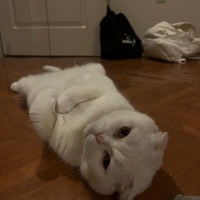 Scottish Fold, Kedi  Bulut fotoğrafı