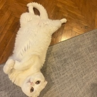 Scottish Fold, Kedi  Bulut fotoğrafı