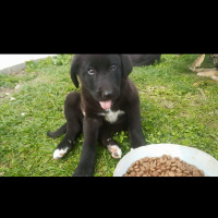 Kars Çoban Köpeği, Köpek  Zeytin ve Tarçın  fotoğrafı