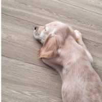 Golden Retriever, Köpek  Alex fotoğrafı