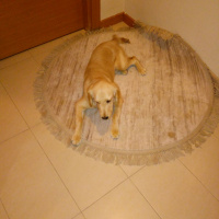 Golden Retriever, Köpek  Alex fotoğrafı