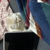 Scottish Fold, Kedi  Ayı surat fotoğrafı