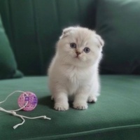 Scottish Fold, Kedi  Ayı surat fotoğrafı