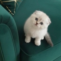 Scottish Fold, Kedi  Ayı surat fotoğrafı