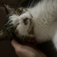 Tekir Kedi, Kedi  Arya fotoğrafı