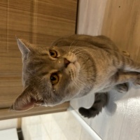 British Shorthair, Kedi  Kuki fotoğrafı