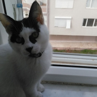 Abyssinian, Kedi  Lokum fotoğrafı