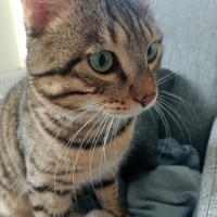 Tekir Kedi, Kedi  Boncuk fotoğrafı