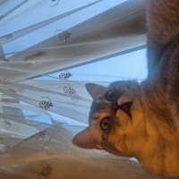 British Shorthair, Kedi  Boncuk fotoğrafı