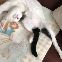 Ankara Kedisi, Kedi  Pıtırcık fotoğrafı