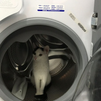 Ankara Kedisi, Kedi  Pıtırcık fotoğrafı