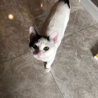 Ankara Kedisi, Kedi  Pıtırcık fotoğrafı