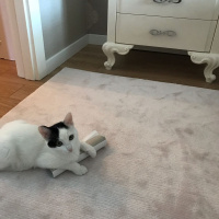 Ankara Kedisi, Kedi  Pıtırcık fotoğrafı