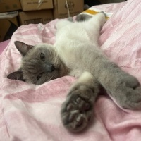 Brazilian Shorthair, Kedi  Şila fotoğrafı
