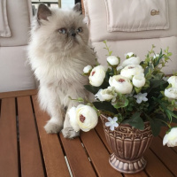 İran Kedisi (Persian), Kedi  Messi fotoğrafı