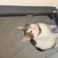 Tekir Kedi, Kedi  Pars fotoğrafı