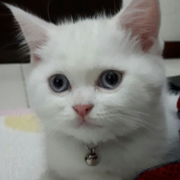 Scottish Fold, Kedi  Yumak fotoğrafı
