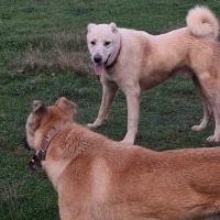 Akbaş, Köpek  Paşa fotoğrafı