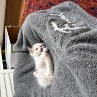 Ragdoll, Kedi  Bulut fotoğrafı