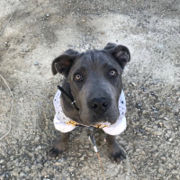 Cane Corso Italiano, Köpek  Zeus fotoğrafı